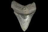 Bargain, Fossil Megalodon Tooth - South Carolina #130708-1